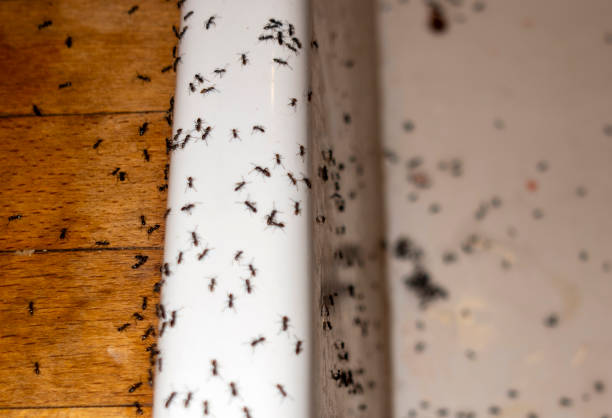 Best Commercial Pest Control Services  in Inverness, CA