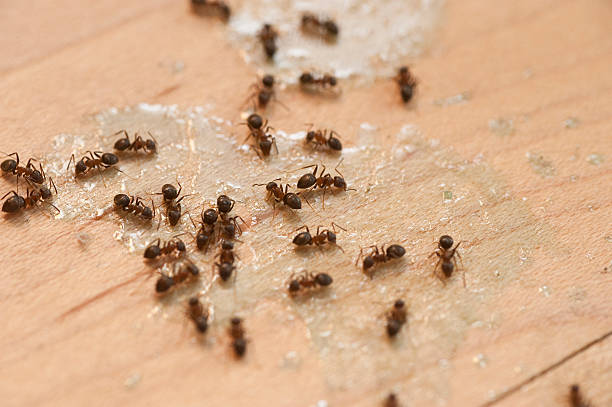 Best Best Pest Control Companies  in Inverness, CA
