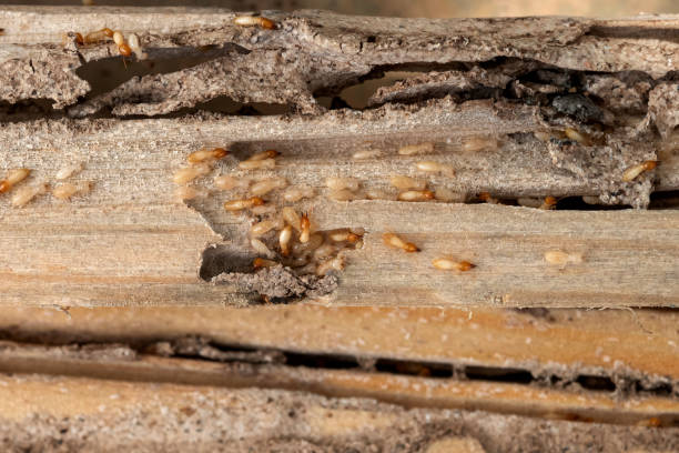 Best Pest Removal Services  in Inverness, CA