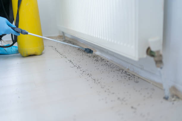Best Spider Control Near Me  in Inverness, CA